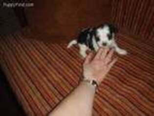 Biewer Terrier Puppy for sale in Berryville, AR, USA