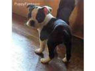 Boston Terrier Puppy for sale in Wesley Chapel, FL, USA