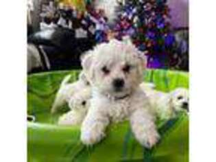 Bichon Frise Puppy for sale in Lindon, UT, USA