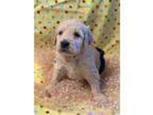 Goldendoodle Puppy for sale in Bluebell, UT, USA