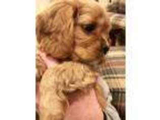 Cavalier King Charles Spaniel Puppy for sale in Pittsboro, IN, USA