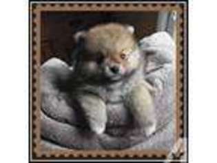 Pomeranian Puppy for sale in WILLISTON, FL, USA