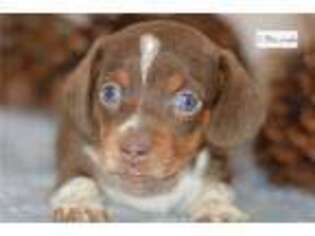 Dachshund Puppy for sale in Joplin, MO, USA