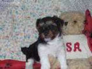 Yorkshire Terrier Puppy for sale in Colton, OR, USA