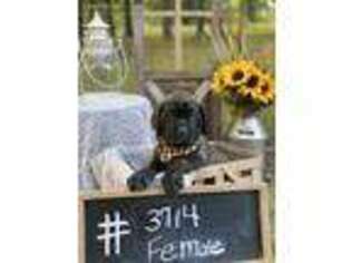Neapolitan Mastiff Puppy for sale in Johnstown, OH, USA
