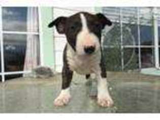 Bull Terrier Puppy for sale in Madera, CA, USA