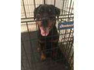 Rottweiler Puppy for sale in Sterling, VA, USA