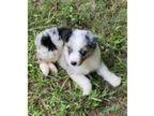 Miniature Australian Shepherd Puppy for sale in Oneonta, AL, USA