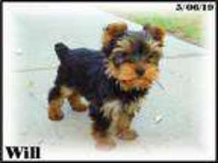 Yorkshire Terrier Puppy for sale in Hemingway, SC, USA