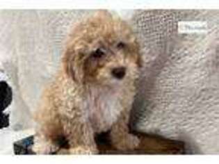Mutt Puppy for sale in Bloomington, IN, USA