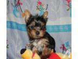 Yorkshire Terrier Puppy for sale in NEW CASTLE, IN, USA