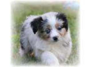 Miniature Australian Shepherd Puppy for sale in Edgar Springs, MO, USA