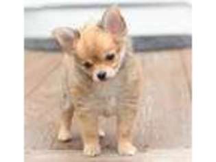 Chihuahua Puppy for sale in Saint Louis, MO, USA