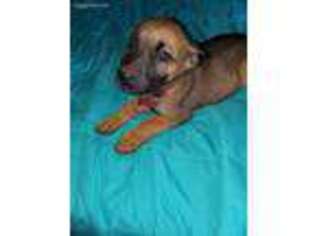 Belgian Malinois Puppy for sale in Randleman, NC, USA