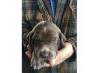 German Shorthaired Pointer Puppy for sale in Montrose, CO, USA