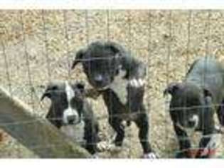 Mutt Puppy for sale in JACKSON, MS, USA