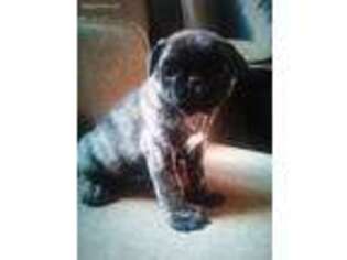 Pug Puppy for sale in Oakland, OR, USA