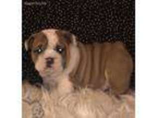 Bulldog Puppy for sale in Garden City, MI, USA