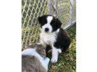 Australian Shepherd Puppy for sale in Riverview, FL, USA