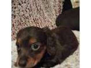 Dachshund Puppy for sale in Castle Rock, CO, USA