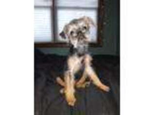 Brussels Griffon Puppy for sale in Oklahoma City, OK, USA