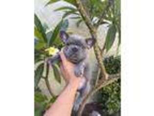 French Bulldog Puppy for sale in Rancho Cucamonga, CA, USA