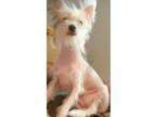 Chinese Crested Puppy for sale in Brooklyn, NY, USA