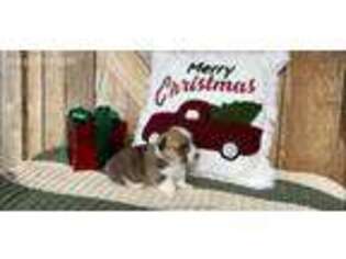 Pembroke Welsh Corgi Puppy for sale in Livingston, TN, USA