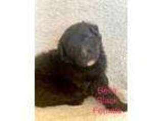 Mutt Puppy for sale in Choteau, MT, USA