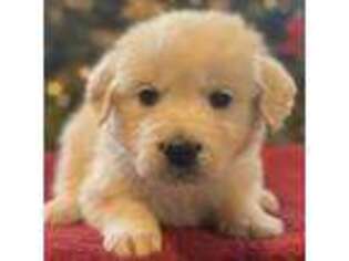 Golden Retriever Puppy for sale in Millersburg, OH, USA