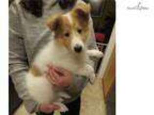 Collie Puppy for sale in Portland, OR, USA