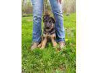 German Shepherd Dog Puppy for sale in Gettysburg, PA, USA