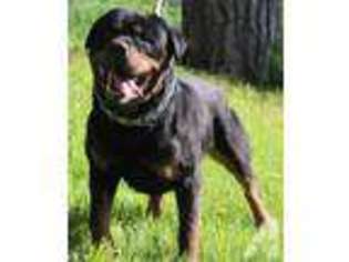 Rottweiler Puppy for sale in BUFFALO CREEK, CO, USA