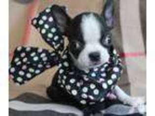 Boston Terrier Puppy for sale in ROCKVILLE, MD, USA