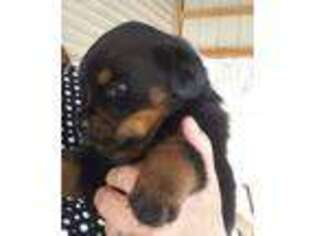 Rottweiler Puppy for sale in Carlyle, IL, USA