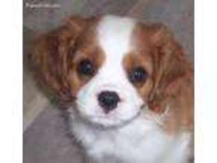Cavalier King Charles Spaniel Puppy for sale in Boston, MA, USA