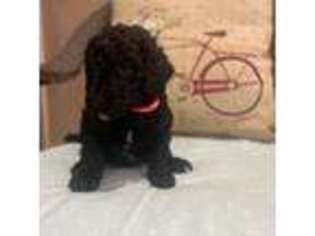 Goldendoodle Puppy for sale in Hurst, TX, USA