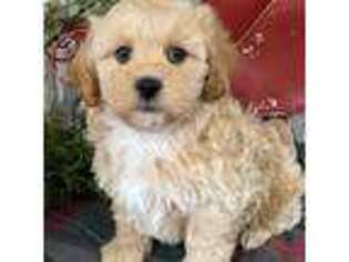 Shih-Poo Puppy for sale in Lagrange, IN, USA