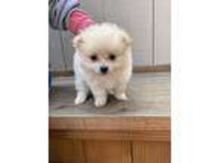 Pomeranian Puppy for sale in Monterey, CA, USA