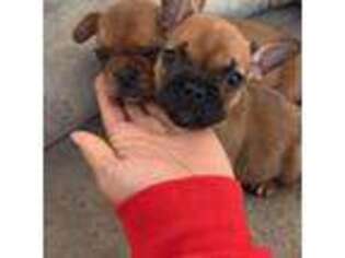 French Bulldog Puppy for sale in Killeen, TX, USA