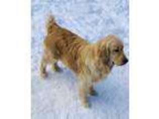 Golden Retriever Puppy for sale in Iron River, MI, USA