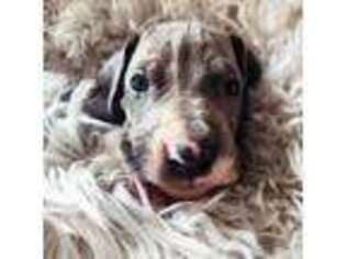Great Dane Puppy for sale in Hanford, CA, USA