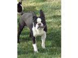 Boston Terrier Puppy for sale in Silver Springs, NV, USA