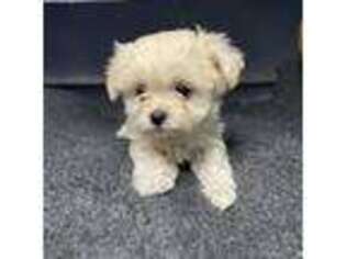Maltese Puppy for sale in Arlington Heights, IL, USA