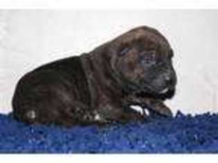 Medium Photo #1 Cane Corso Puppy For Sale in West Union, OH, USA
