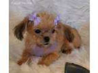 Shorkie Tzu Puppy for sale in Barnett, MO, USA