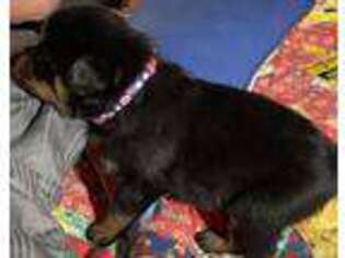 Rottweiler Puppy for sale in London, KY, USA