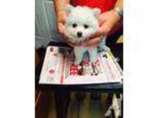 Mutt Puppy for sale in PORT LAVACA, TX, USA