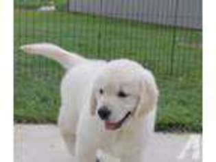 Labrador Retriever Puppy for sale in MELROSE, OH, USA