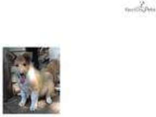 German Shepherd Dog Puppy for sale in Minneapolis, MN, USA